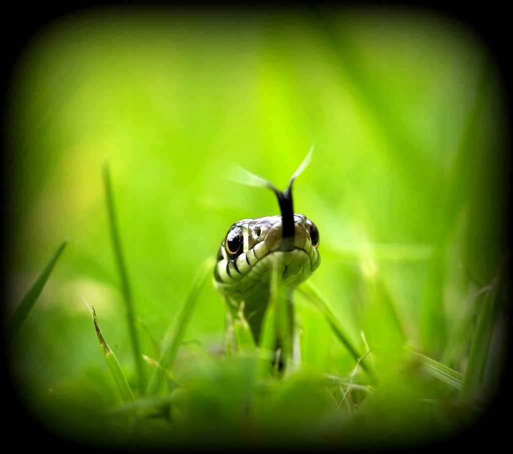 This image has an empty alt attribute; its file name is snake-green-grass-close-up.jpg